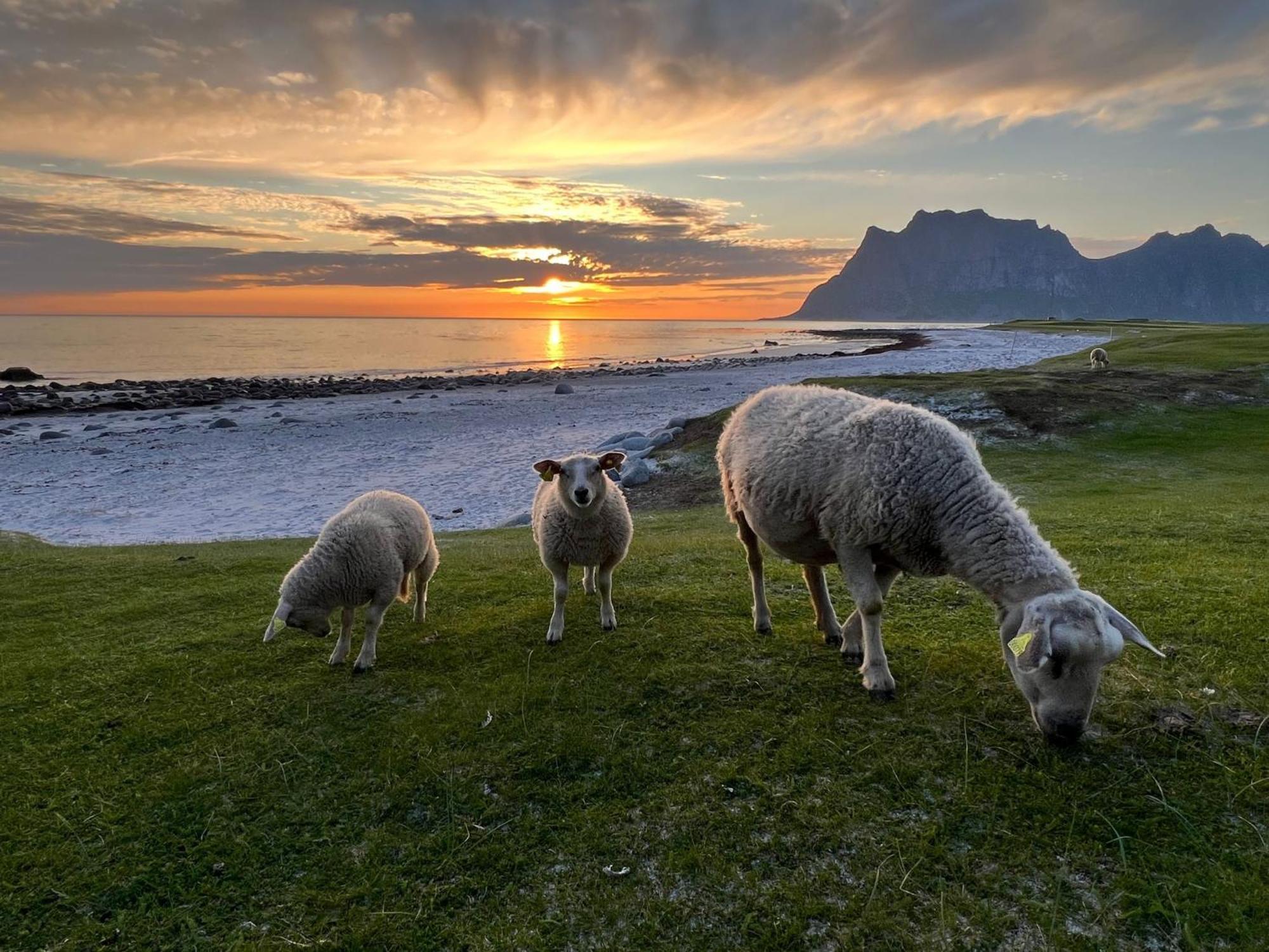 Fisherman'S Cabin, Lofoten - 24 Bardbua Баллстад Экстерьер фото